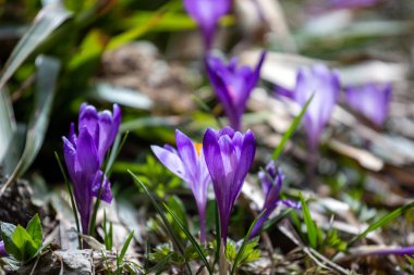 Crocus heuffelianus, dağlarda güzel çiçekler