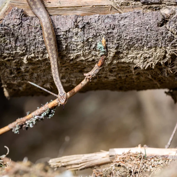 Vipera Berus Společná Evropská Zmije — Stock fotografie