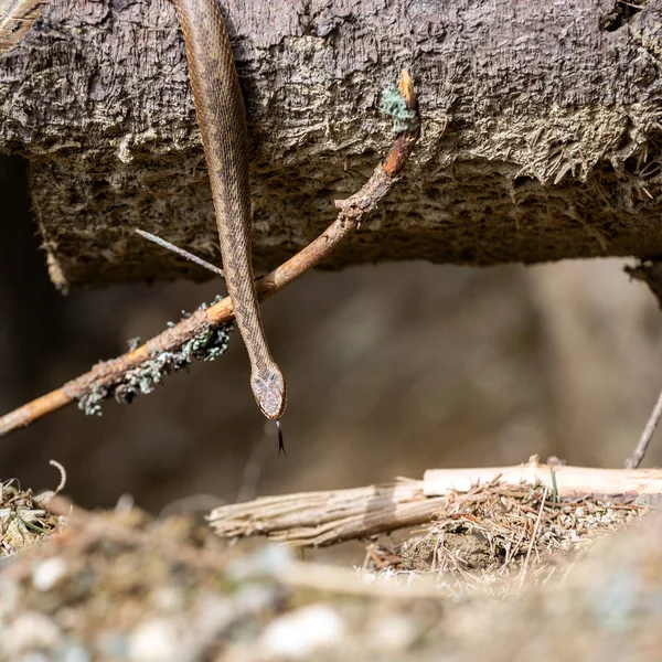 Vipera Berus Avrupa Nın Ortak Toplayıcısı — Stok fotoğraf