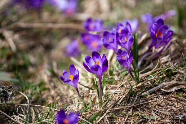 Crocus Heuffelianus Krásné Květiny Horách — Stock fotografie