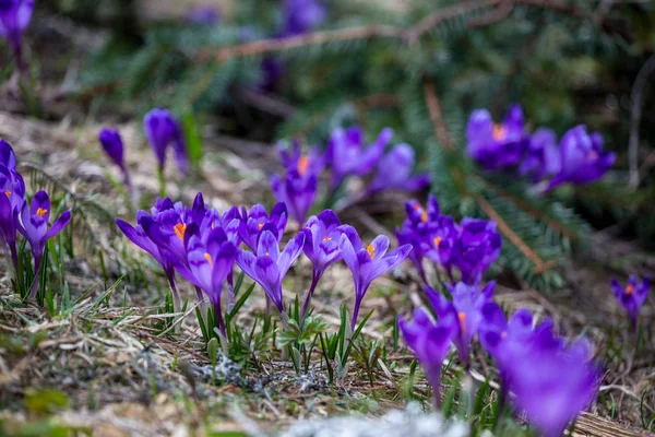 Crocus Heuffelianus Dağlarda Güzel Çiçekler — Stok fotoğraf