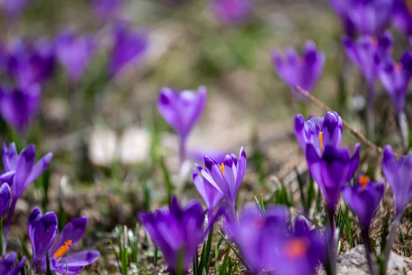 Crocus Heuffelianus Krásné Květiny Horách — Stock fotografie