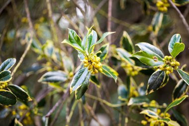 Bahçedeki güzel bitkiler