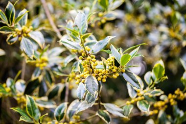 Bahçedeki güzel bitkiler