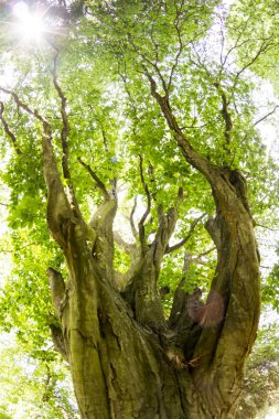 parkta güzel yeşil ağaç