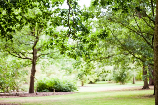 公园里的美丽绿色树木 — 图库照片