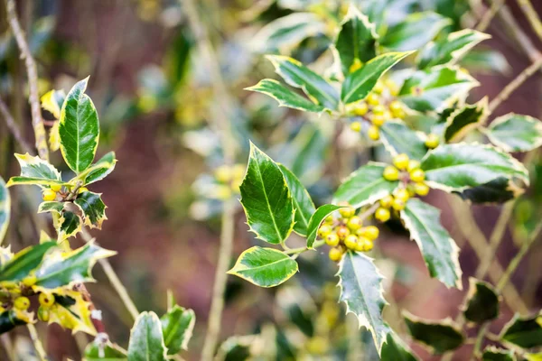 Belles Plantes Dans Jardin — Photo