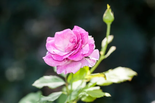 Flor Rosa Jardín — Foto de Stock