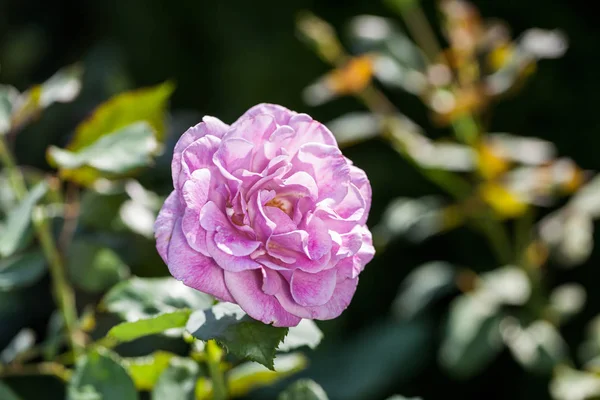 Rose Fleur Dans Jardin — Photo