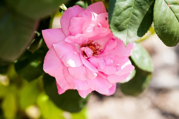 Fiore Rosa Giardino — Foto Stock