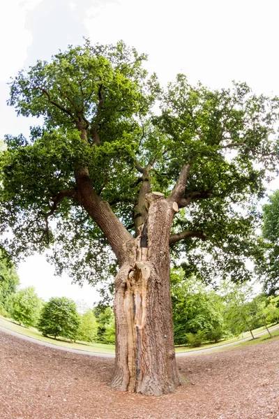 Hermoso Árbol Verde Parque — Foto de Stock