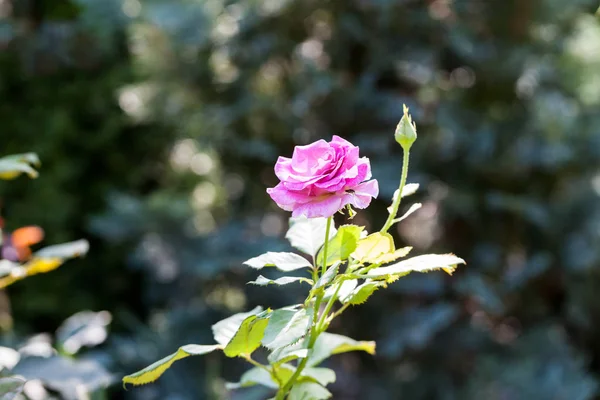 Fiore Rosa Giardino — Foto Stock