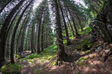 Retezat Ulusal Parkı, Hunedoara Bölgesi, Karpat Dağları, Romanya