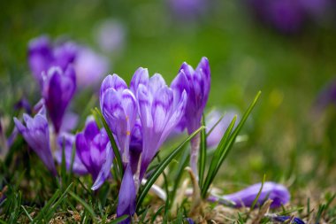 Crocus heuffelianus, dağlarda güzel çiçekler
