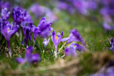 Crocus heuffelianus, dağlarda güzel çiçekler
