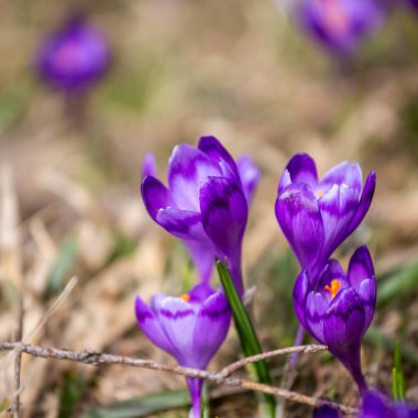 Crocus heuffelianus, dağlarda güzel çiçekler