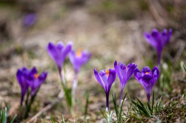 Crocus heuffelianus, dağlarda güzel çiçekler