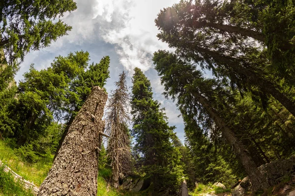 Retezat National Park Hunedoara County Carpathian Mountains Roménia — Fotografia de Stock