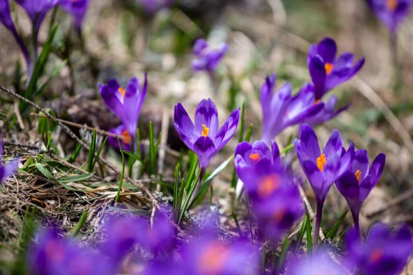 Crocus Heuffelianus Krásné Květiny Horách — Stock fotografie