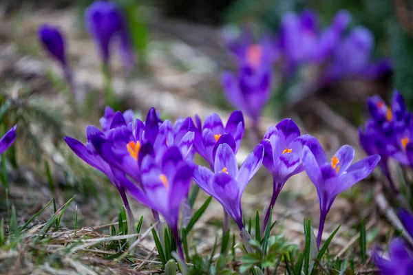 Crocus Heuffelianus Dağlarda Güzel Çiçekler — Stok fotoğraf