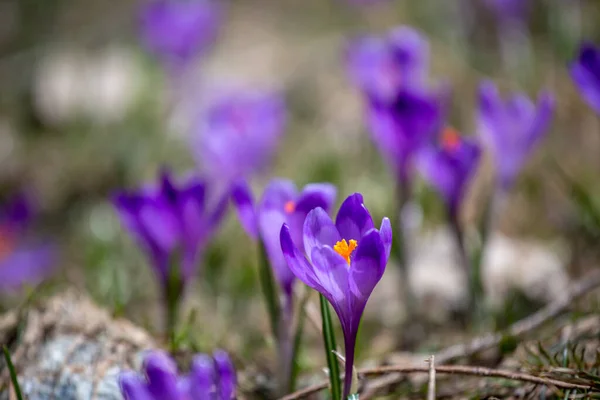 Crocus Heuffelianus Krásné Květiny Horách — Stock fotografie