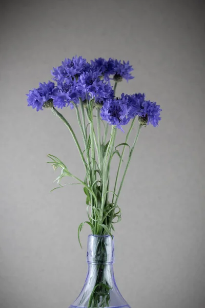 Bouquet of field cornflowers on a white background. — Stock Photo, Image