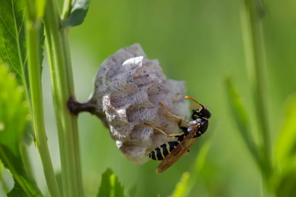 Eşek arıları bir bitki dalına yuva yapar. Yabanarısı yakın plan.
