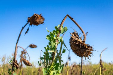 Doğal sarı ayçiçekleri, ölmekte olan ayçiçekleri, kuru, yakın plan. Olgun ayçiçeklerinin resimli tarlaları..