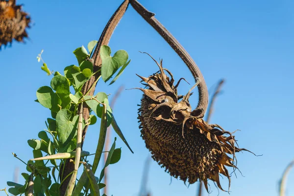 Kurumuş ayçiçekleri hasat için hazır..