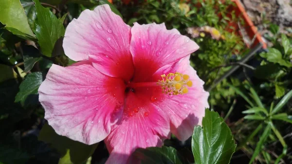 Hibiscus Fleur Dans Jardin Inde — Photo