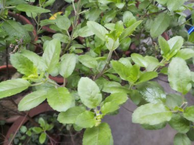 Yağmurda fesleğen yaprağı