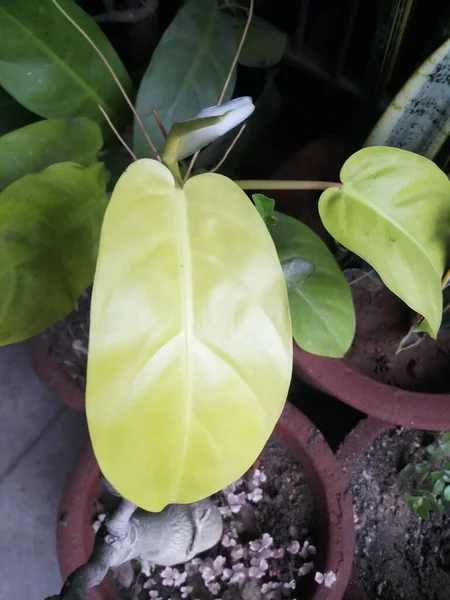 Broad Leaf Golden Money Plant — Stock Photo, Image