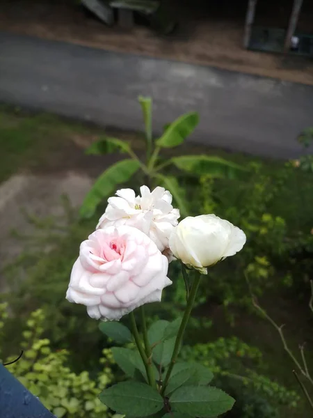 Beyaz Gül Çiçeği Üçlüsü Balkonda — Stok fotoğraf