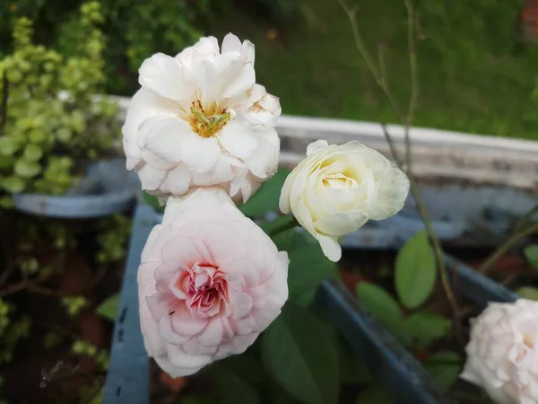 Trio Fleurs Roses Fleurissant Dans Jardin — Photo