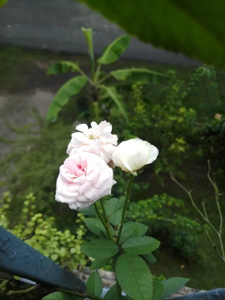 Bahçedeki Güzel Pembe Beyaz Gül Çiçeği — Stok fotoğraf