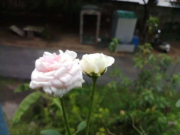 발코니 정원에 쌍둥이 장미꽃 — 스톡 사진