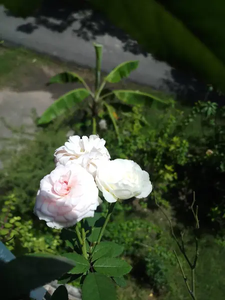 Rose Floraison Dans Jardin Balcon Lumière Soleil — Photo