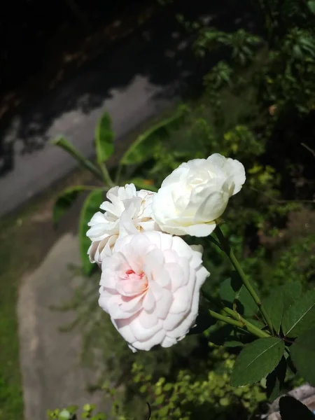 Rosenblume Mit Trio Blüten Balkongarten — Stockfoto
