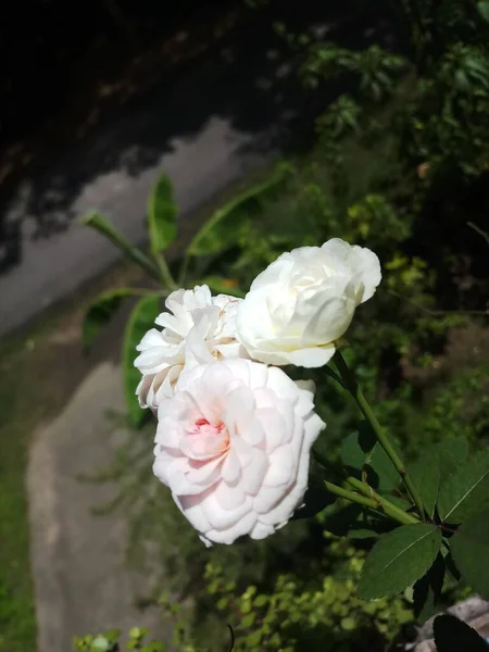 Roos Bloem Plant Met Trio Bloemen Balkon Tuin — Stockfoto