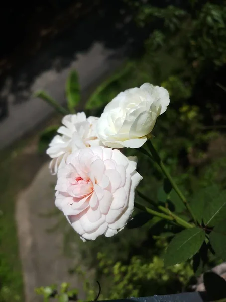 Biały Kwiat Róży Ogrodzie — Zdjęcie stockowe