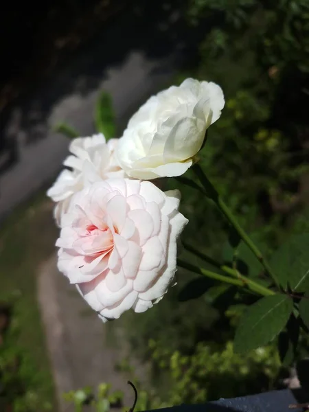 Çiçek Balkon Bahçesinde Büyüdü — Stok fotoğraf