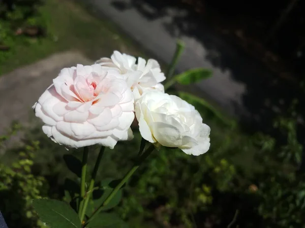 Planta Rosa Blanca Macro Fotografía —  Fotos de Stock
