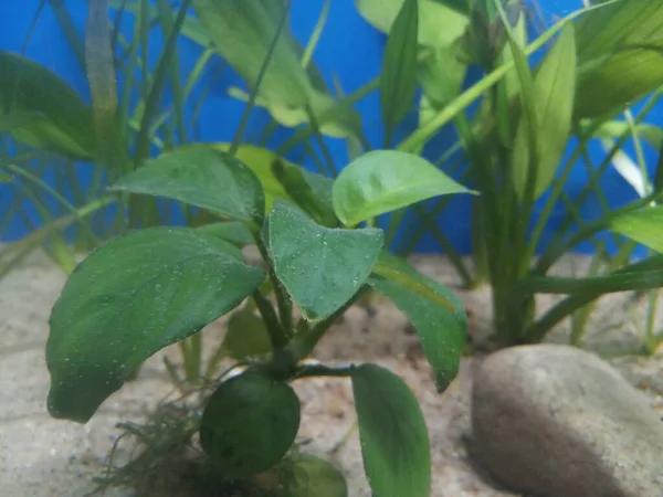 Рослина Анубій Зелений Лист Акваріумі — стокове фото