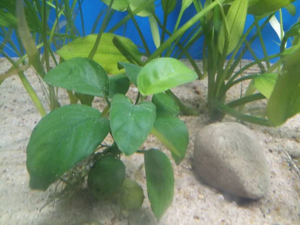 水族館にある広い葉のアンビアス植物 — ストック写真