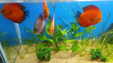 Akvaryumdaki balık diski.