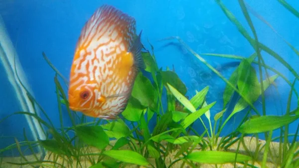 Checkerboard Discus Beplant Aquarium — Stockfoto