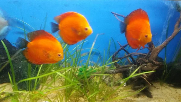 Groep Rode Meloen Discus Aquarium — Stockfoto