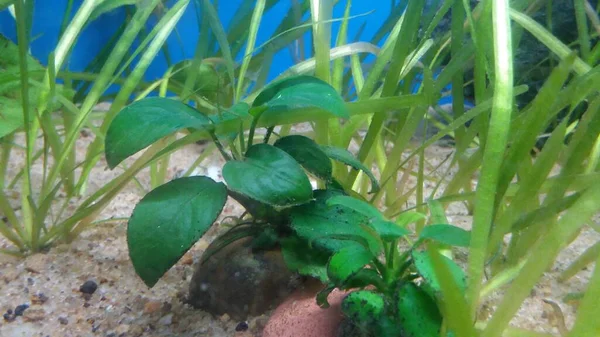 Anubias Nana Low Tech Aquariumplant — Stockfoto