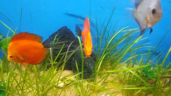 Rode Meloen Discus Vis Aquarium Met Weinig Licht Plant — Stockfoto