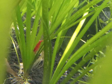 Vallisneria nana ile ekilmiş akvaryumda vişneli karides..